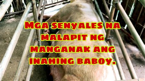 bakit nagsusuka ang baboy|INAHING BABOY: PALATANDAAN O SENYALES NA MALAPIT .